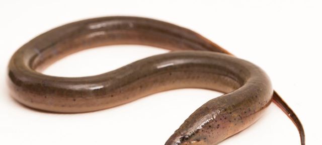 Belut Itu Ular atau Ikan? Ini Jawaban Ilmiahnya